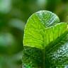 A vibrant image of fresh green leaves representing natural ingredients